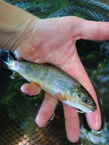 Brown Trout