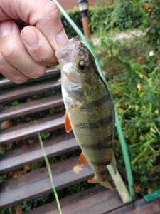 European Perch