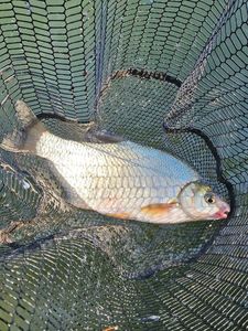 Common Bream