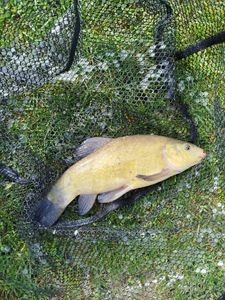 Tench