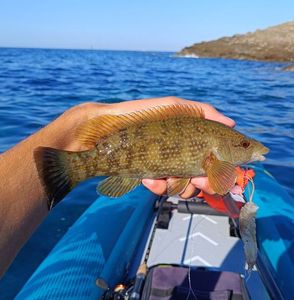 Axillary Wrasse