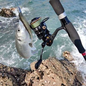 European Bass (Seabass)