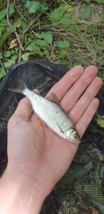 Roach
