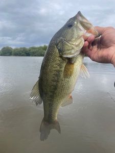 Largemouth Bass