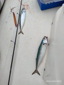Mackerel