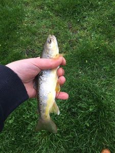 Brown Trout