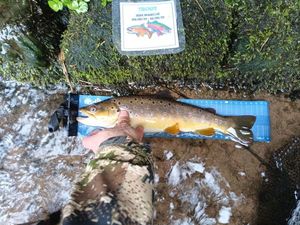Brown Trout