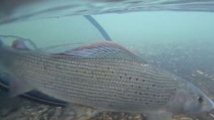 Grayling