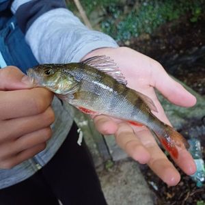 European Perch
