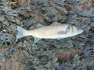 European Bass (Seabass)