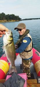 European Bass (Seabass)