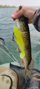 Northern Pike