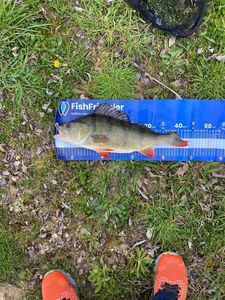 European Perch