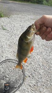 European Perch