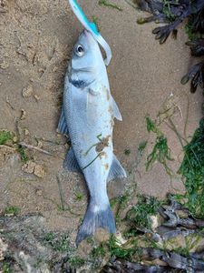 European Bass (Seabass)
