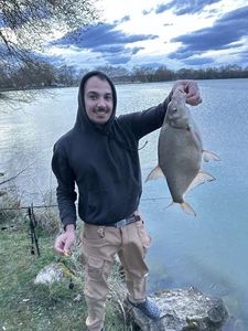 Common Bream