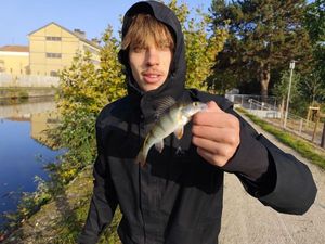 European Perch