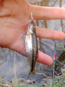 Common Minnow