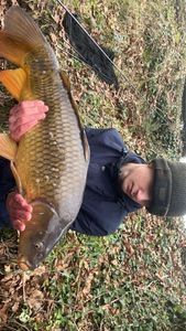Common Carp