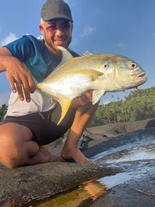 Crevalle Jack