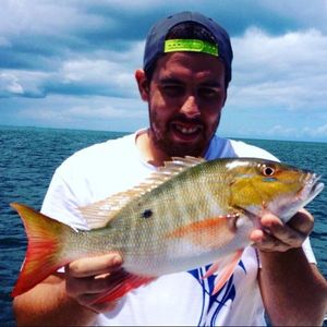 Red Porgy