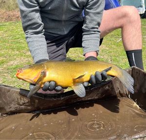 Tench
