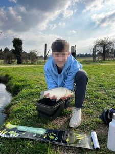 Crucian Carp