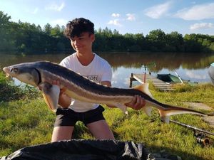 Sturgeon