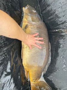 Leather Carp