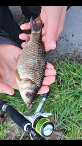 Crucian Carp