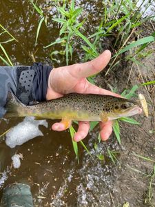 Brown Trout