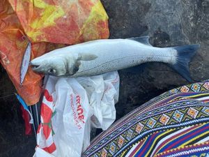 European Bass (Seabass)