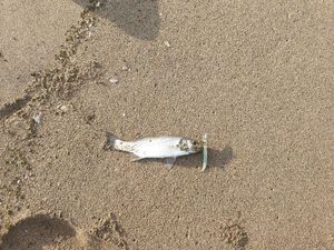 European Bass (Seabass)