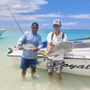 Blue Spotted Trevally