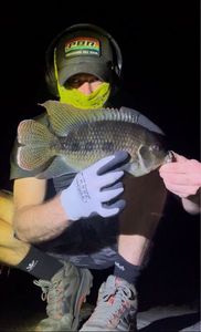 Three Spotted Tilapia