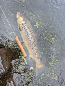 Brown Trout