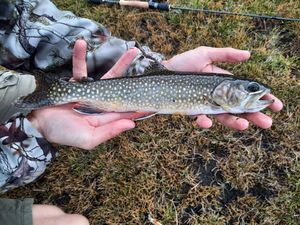 Brook Trout
