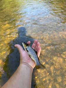 Brown Trout