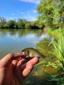 Largemouth Bass