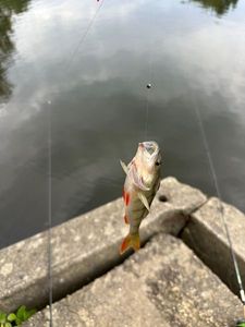 European Perch