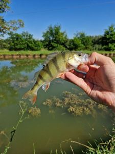 European Perch