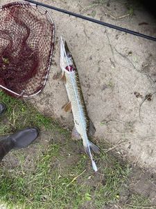 Northern Pike