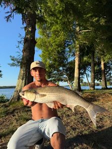 Thicklip Grey Mullet