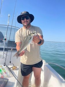 European Bass (Seabass)