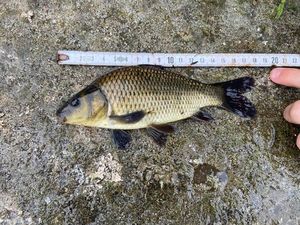Common Carp