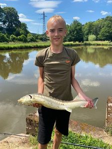 Sturgeon