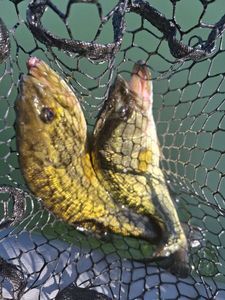 Largemouth Bass