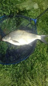 Common Bream