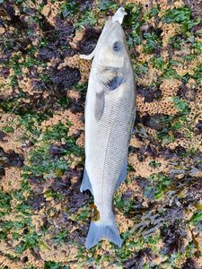 European Bass (Seabass)
