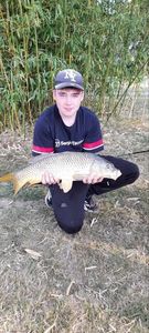Common Carp